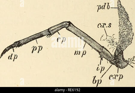 . Il gambero di fiume : Un introd. per lo studio di zoologia. --. Gamberi di fiume; Zoologia. :&Gt;1*2 DISTRIBUZIONE E eziologia di astaci. dello sterno è elevata in un risalto trasversale, sulla faccia posteriore del quale vi è una fossa o depressione.* In entrambi questi caratteri, ma soprattutto nella ex, il Amurland e astaci giapponese partono da entrambi il Pontocaspian e il West americano, Astaci e approccio la Cambari del Nord America Orientale. In questi astaci, infatti, una o entrambe le stesse coppie di gambe nel maschio sono dotati di analoghi Fig. 78.- Cambarus (Guatemala) penultimo Foto Stock