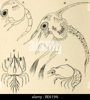 . Il gambero di fiume : Un introd. per lo studio di zoologia. --. Gamberi di fiume; Zoologia. 282 La morfologia comparata dei gamberi di fiume. sviluppato; e in questo caso il Nauplius è stato passato attraverso così rapidamente e in modo precoce e imperfetta una condizione dell'embrione, che esso non verrebbe riconosciuto. Fig. 74. Cancer pagurus. Un, appena schiuse Zosea ; B, più avanzati Zoasa ; C, dorsale, e D, vista laterale di Megalopa (dopo Spence Bate). Le figure A e B sono più ingrandita rispetto a C e D.) eccetto per la cuticola che è sviluppato e subse- temente capannone.. Si prega di notare che queste immagini vengono estratte fro Foto Stock