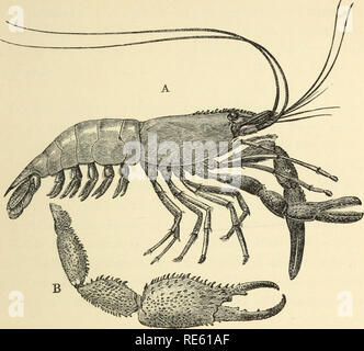 . Il gambero di fiume : Un introd. per lo studio di zoologia. --. Gamberi di fiume; Zoologia. I gamberi. 269 sizione, sono di fatto lo stesso. Ma nel boreale, l'addome è molto maggiore in proporzione alla cephalothorax; l. Fig. 71. Palamon jamaicensis (circa nat. dimensioni). A. femmina; B, quinta appendice toracica del maschio. basale di scala o expodite dell'antenna, è molto più grande; l'esterno maxillipedes sono più lunghi e differless da successive appendici toracica. La prima coppia di questi, che risponde alla pinza del gambero di fiume, viene chelato, ma è molto sottile; la seconda coppia, anche chelato, è alw Foto Stock