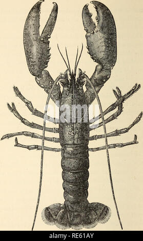 . Il gambero di fiume : Un introd. per lo studio di zoologia. --. Gamberi di fiume; Zoologia. Fig. 67. Homarus vulgaris (J nat. dimensioni).. Si prega di notare che queste immagini vengono estratte dalla pagina sottoposta a scansione di immagini che possono essere state migliorate digitalmente per la leggibilità - Colorazione e aspetto di queste illustrazioni potrebbero non perfettamente assomigliano al lavoro originale. Huxley Thomas Henry, 1825-1895. Londra : K. Paolo, in trincea, Trubner Foto Stock