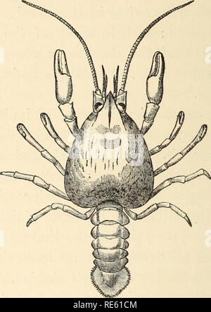 . Il gambero di fiume : Un introd. per lo studio di zoologia. --. Gamberi di fiume; Zoologia. 220 La morfologia del comune di gamberi di fiume, processi e la disposizione dei canali vascolari nel suo interno dà l'apparenza di essere radialmente striata. Il setee, così abbondante nell'adulto, sono molto scarso nella nuova giovane tratteggiata; e la grande maggioranza di quelli che esistono sono semplici prolungamenti conica dell'ONU-. Fig. 60.-Astacus flvviatilis.--Xewly tratteggiata giovani ( x G). cuticola calcificata, le cui basi non sono affondati nel box e che sono privi di squame laterali o processi. Gli animali giovani Foto Stock