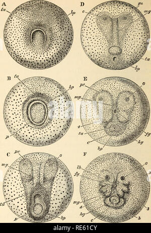 . Il gambero di fiume : Un introd. per lo studio di zoologia. --. Gamberi di fiume; Zoologia. Fig. 58.-Astacus fluviat Sig.ra-superficie viste le precedenti fasi di sviluppo di un embrione, dall'aspetto della blastopore (A) per l'assunzione della forma nauplius (F) (dopo Reichenbach, x circa 23). bp, blastopore ; c, carapace ; fg, fore-gut involuzione ; h, cuore ; kg, hind-gut involuzione ; lb, labium ; mg, scanalatura midollare ; 0, l'ottica pit; p, endodermal plug in parte il riempimento della blastopore ; pc, pro- processi cefalica;, addominale elevazione; 2, antennules; St antenne U, l'uomo- dibles.. Si prega di notare Foto Stock