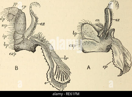 . Il gambero di fiume : Un introd. per lo studio di zoologia. --. Gamberi di fiume; Zoologia. 166 La morfologia del comune di gamberi di fiume. La seconda maxillipede (fig. 45, B) ha essenzialmente la stessa composizione come la prima, ma l'exopodite (ex) è relativamente più grande, il endopodite (ip-dp) più piccolo e più morbido; e mentre la ischiopodite (ip) è il comune più lunga nel terzo maxillipede, è il meropodite (MP) che è più lungo del secondo. In primo maxillipede. Fig. 45,-Astacus fluviatilis.-A, il primo; B, la seconda maxillipede del lato sinistro (x 3). CXP sono in grado, coxopodite ; bp, basipodite ; e, BR&GT; po- Foto Stock