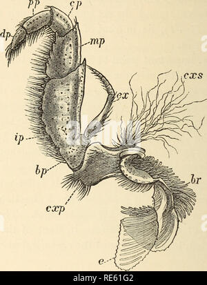 . Il gambero di fiume : Un introd. per lo studio di zoologia. --. Gamberi di fiume; Zoologia. 164 La morfologia del comune di gamberi di fiume. Il terzo maxillipede è uno dei più completi di queste appendici, e può essere vantaggiosamente realizzato il punto di partenza per lo studio di tutta la serie.. Fig. 44.-Astacus flnviatUis.-La terza o maxillipede esterni del lato sinistro (x 3). e, lamina, e b?% brachiale filamenti del podobranchia ; cscp, coxopodite ; czs, coxopoditic setse ; bp, basi- podite ; ex, exopodite; ip, ischiopodite ; mp, meropodite; cp9 carpopodite ; propodite ; dp, dactylopodite. Trascurando la deta Foto Stock