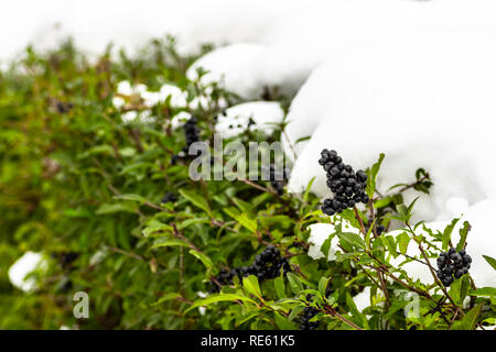 Neve fresca laici sulle boccole con foglie verdi. Foto Stock