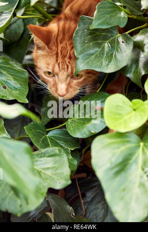 Curioso di zenzero simpatico gatto rosso esplorando in una chioma di foglie verdi. Foto Stock