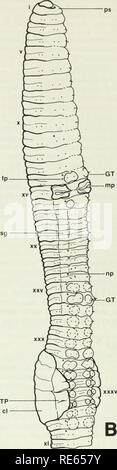 . I lombrichi (lumbricidae e sparganophilidae) di Ontario. Lumbricidae; worm. 7-MP W XXV GT. Fig. 34 esterna viste longitudinali di lombrico lerrestris mostrando caratteri tassonomici, una Do- solateral vista. b. Vista Ventrolateral. (ONT: Dist. Manitoulin, cat. n. 7956) 100. Si prega di notare che queste immagini vengono estratte dalla pagina sottoposta a scansione di immagini che possono essere state migliorate digitalmente per la leggibilità - Colorazione e aspetto di queste illustrazioni potrebbero non perfettamente assomigliano al lavoro originale. La Reynolds, John W. , 1941-; Royal Ontario Museum. Toronto : Royal Ontario Museum Foto Stock