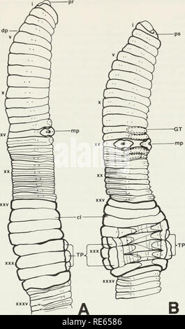 . I lombrichi (lumbricidae e sparganophilidae) di Ontario. Lumbricidae; worm. 1dp--. Fig. 24 esterne viste longitudinali di Eisenia rosea che mostra i caratteri tassonomici, a. Vista Dorsolateral. (ONI: Perth Co., cat. n. 7664) b Ventrolateral vista. (ONT: Nipissing Dist., cat. n. 7535) 79. Si prega di notare che queste immagini vengono estratte dalla pagina sottoposta a scansione di immagini che possono essere state migliorate digitalmente per la leggibilità - Colorazione e aspetto di queste illustrazioni potrebbero non perfettamente assomigliano al lavoro originale. La Reynolds, John W. , 1941-; Royal Ontario Museum. Toronto : Royal Ontario Museum Foto Stock