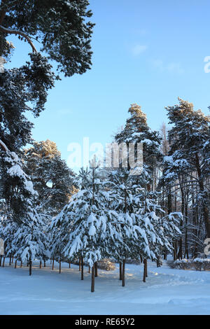 Inverno alberi coperti di neve, il paesaggio bello Foto Stock