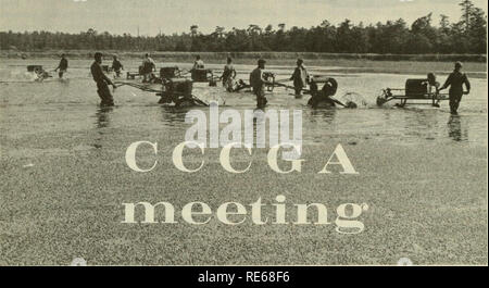 . Cranberries; : la nazionale rivista di mirtillo palustre. Mirtilli rossi. Martedì 22 agosto 1972 Massachusetts Cranberry Esperimento Stazione Oriente Wareham. Da Vinci Cushman "cercando di convincere la gente che stiamo alimentando il mondo con una qualità di cibo mai raggiunta è impossibile perché auto- figlio arrivati prima." L'oratore è stato il dottor G. T. Fisher. L occasione era la 85a riunione annuale del Cape Cod Cranberry Growers Association e il fare riferimento- ence era di Rachel Carson e il suo libro "primavera silenziosa". Un dinamico e divertente altoparlante, il dottor Fisher è stato rivolto a un Foto Stock
