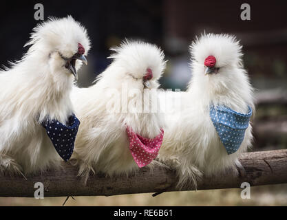 Vista ravvicinata di tre bianchi e soffici americano di piume di pollo Silkie galli abbarbicato sul legname nel pollaio hanno diverse azioni in vari indossa Foto Stock