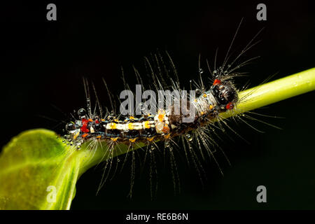 Vista superiore e la chiusura del bello e colorato capelli pungenti worm con la pioggia caduta nella foresta dopo la pioggia su sfondo nero Foto Stock