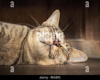 Chiudere fino in Asia grigio a strisce cat giorno dormendo e sognando allegramente sul pavimento in legno casa con la calda luce del sole Foto Stock