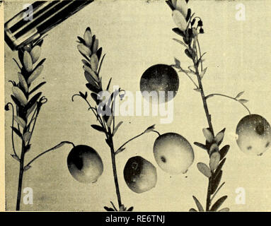 . Cranberries; : la nazionale rivista di mirtillo palustre. Mirtilli rossi. L'effetto di chicchi di grandine F. B. Chandler grandinate hanno causato considerare- in grado dama£^e di mirtilli rossi in passato e secondo il dottor Frank- lin (messa. Bui. 402, p. 28-30, 1943) hanno di solito si sono verificati in modo piuttosto preciso centro di grandine. Questo anno mas- sachusetts ha avuto almeno cinque grandinate, ciascuno dei quali è stato gen- erally al di fuori della "Ave regione". Nel complesso, queste tempeste non ha fatto tanto danno come alcuni in anni precedenti. Tutte le tempeste si è verificato dopo la fioritura per- iod, pertanto i montanti sono stati woody e Foto Stock