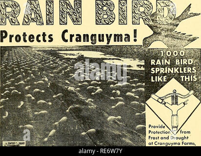 . Cranberries; : la nazionale rivista di mirtillo palustre. Cranberries. coltivatore in risposta alle informazioni come per la cultura di mirtillo palustre su Cape Cod ha dichiarato: "Da dove i primi varietà Nero originato, io sono assolutamente certo che era con tappo- tain Nathaniel Robbins di Har- quale centro, ma più tardi, mio zio Ciro fece Cahoon rivendicazione fu uno dei creatori dei primi neri." A questo fine data sembra im- possibile determinare se o non i neri sono originari a Grassy Pond. Ma sembra piuttosto certo che se entrambi i capitani impegnate a coltivare questo stimatissimo berry capitano Cy- rus m Foto Stock