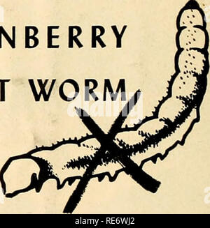 . Cranberries; : la nazionale rivista di mirtillo palustre. Mirtilli rossi. M. L Urann onorato con 50-anno di iscrizione premio dalla messa. Bar è denominato "avvocato riuscito' coltivatore di mirtillo palustre e in- dustrialist', ai, banchetto annuale Plymouth County Associ- zione. Marcus L. Urann, presidente nazionale di associazione di mirtillo palustre e indubbiamente conosciuto personalmente a più produttori di mirtillo palustre rispetto a qualsiasi altro uomo nel settore, è stato onorato in un altro campo il 17 giugno. Questo è stato dalla tela- bocca County (Mass.) Bar come- sociation al suo banchetto annuale a Avon. Fu presentato con il 50 anno di iscrizione certifica- cate, egli Foto Stock