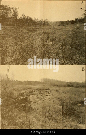 . Cranberries; : la nazionale rivista di mirtillo palustre. Mirtilli rossi. Cranberry crescendo in Massachusetts (continua da Paye 4} La pianta di mirtillo palustre la pianta di mirtillo palustre è un vitigno di tallonamento con montante molti rami e radici lungo di essa (Fig. 2). Entrambe le guide e i montanti sono foglie, ma solo questi ultimi a recare frutto. Le foglie sono evergreen ma girate di colore bruno in inverno. I vitigni a rendere un tappeto su tutta la superficie di un.coltivato bog. Essi blossom verso la fine di giugno e i primi di luglio e la frutta matura a Sep- tember e ottobre. I fiori (Pig. 3) dipendono principalmente dalle insetti per impollinazione, ma api selvatiche Foto Stock