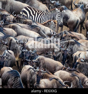Gnu e zebre raccogliere delle rive del fiume di Mara durante l annuale Greta migrazione. Ogni anno oltre un milione e mezzo di gnu make Foto Stock