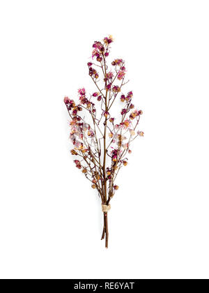 Bouquet di gypsophila rossa essiccata in vaso su sfondo bianco, decorazione  interna, spazio copia Foto stock - Alamy