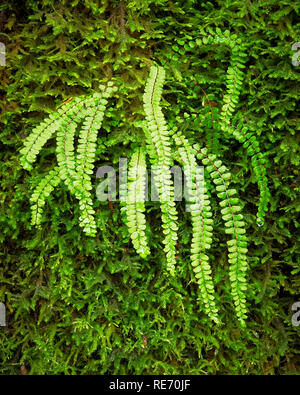 La felce all'acqua Sunik Grove, Lepena Valley, vicino a Soca, Primorska, Slovenia Foto Stock