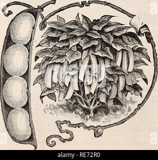 . Cox's seme annuale. Industria di sementi e cataloghi commerciali; sementi cataloghi; fiori Semi cataloghi; frutto Semi cataloghi; piante ornamentali, cataloghi; alberi cataloghi. Asparagi Palmetto BEA1VS, Nano o Bush. Vendiamo i pacchetti di tutte le varietà a basso centesimi ciascuna e su questi dobbiamo pagare le spese di spedizione, ma se la quantità più grandi sono ricercati da mail, 8 centesimi per libbra deve essere aggiunto. .&Gt;^ Henderson della nuova boccola fagioli di Lima. Questo è senza dubbio il più prezioso ortaggio nov- elty che è stata introdotta in molti anni. Cerdocyon- ES sono stati scoraggiati dal coltivare la più deliziosa di ortaggi-il fagiolo di Lima-f Foto Stock