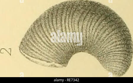 . Céphalopodes. Études générales. Extraits du Système silurien du centre de la Bohême. Vol. II, texte v. Cap. XVII-XIX ... Cefalopodi, fossile; Paleontologia; Paleontologia. o o ai ca &gt;. Si prega di notare che queste immagini vengono estratte dalla pagina sottoposta a scansione di immagini che possono essere state migliorate digitalmente per la leggibilità - Colorazione e aspetto di queste illustrazioni potrebbero non perfettamente assomigliano al lavoro originale. Barrande, Joachim, 1799-1883. Praga, Parigi, l'auteur Foto Stock