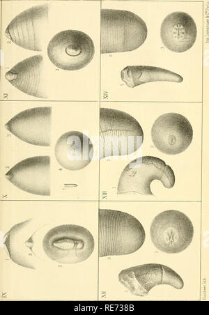 . Céphalopodes. Études générales. Extraits du Système silurien du centre de la Bohême. Vol. II, texte v. Cap. XVII-XIX ... Cefalopodi, fossile; Paleontologia; Paleontologia. . Si prega di notare che queste immagini vengono estratte dalla pagina sottoposta a scansione di immagini che possono essere state migliorate digitalmente per la leggibilità - Colorazione e aspetto di queste illustrazioni potrebbero non perfettamente assomigliano al lavoro originale. Barrande, Joachim, 1799-1883. Praga, Parigi, l'auteur Foto Stock