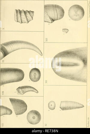 . Céphalopodes. Études générales. Extraits du Système silurien du centre de la Bohême. Vol. II, texte v. Cap. XVII-XIX ... Cefalopodi, fossile; Paleontologia; Paleontologia. . Si prega di notare che queste immagini vengono estratte dalla pagina sottoposta a scansione di immagini che possono essere state migliorate digitalmente per la leggibilità - Colorazione e aspetto di queste illustrazioni potrebbero non perfettamente assomigliano al lavoro originale. Barrande, Joachim, 1799-1883. Praga, Parigi, l'auteur Foto Stock