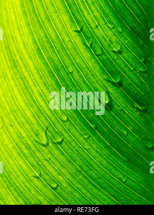 Vista ravvicinata sunshine gradiente naturale di foglia verde con ombra di pioggia caduta sul lato opposto e mostrare la linea di vena texture pattern Foto Stock