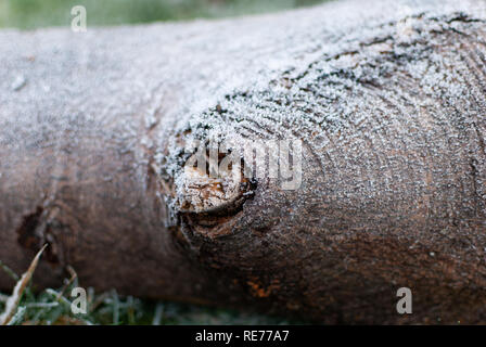 Close up di cristalli di ghiaccio sulla legna da ardere posa sull'erba Foto Stock