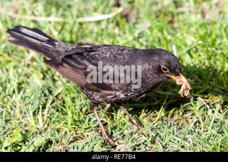 Blackbird Turdus merula giardino prato raccolta vermi, lombrichi in becco Foto Stock