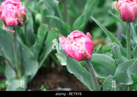 Bella doppia increspato pink tulip , Angelique tulipani, con gocce di pioggia che crescono in un giardino. Messa a fuoco selettiva con soft sfondo sfocato. Foto Stock