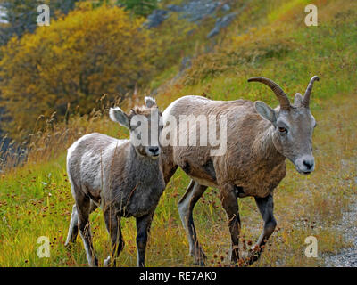 Bighorn con agnello camminando sulla collina. Foto Stock