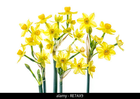 Close-up di alta immagine chiave della splendida fioritura di primavera, giallo Daffodil fiori noto anche come Narciso Foto Stock