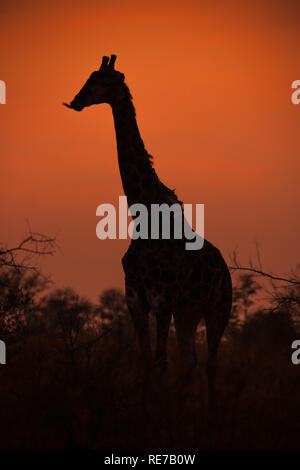 Tramonto giraffa 3616 Foto Stock