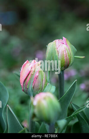 Bella doppia increspato pink tulip , Angelique tulipani, con gocce di pioggia che crescono in un giardino. Messa a fuoco selettiva sul centro tulip con soft backgro sfocata Foto Stock