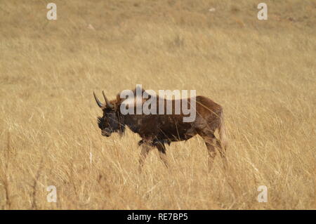 Ritratto di un GNU, chiamato anche gnus, sono di antilopi in genere Connochaetes ina game reserve Foto Stock