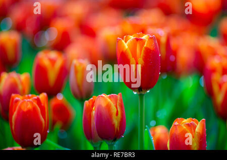 Il rosso giallo campi di tulipani sono densamente blooming Foto Stock