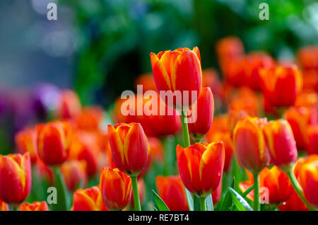 Il rosso giallo campi di tulipani sono densamente blooming Foto Stock