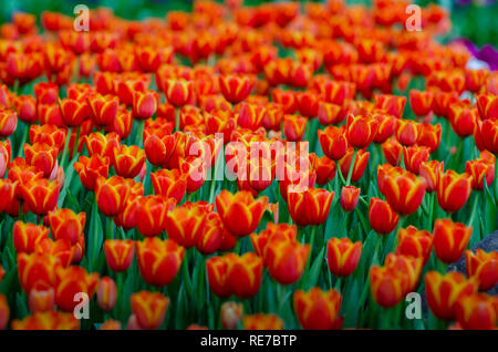 Il rosso giallo campi di tulipani sono densamente blooming Foto Stock