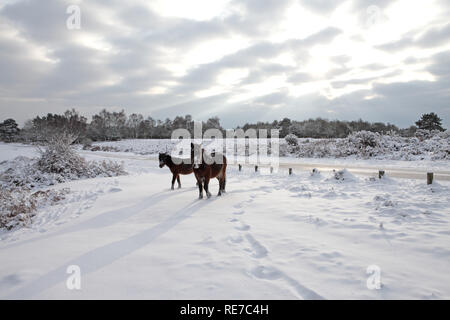 New Forest pony lungo la strada nei pressi di Highland acqua Mogshade Inclosure Hill New Forest National Park Hampshire Inghilterra Foto Stock