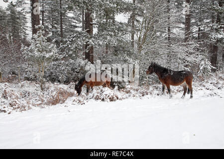 Pony da Highland acqua Mogshade Inclosure Hill New Forest National Park Hampshire Inghilterra Foto Stock