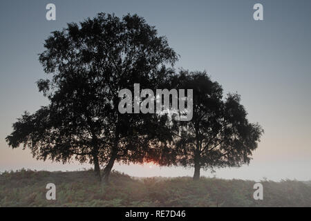 Argento betulla Betula pendula sulla brughiera di sunrise vicino a fondo Shatterford New Forest National Park Hampshire England Regno Unito Foto Stock