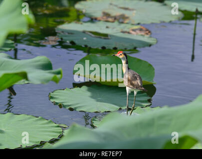 Jacana che cammina sulle piazzole di lilly nel territorio del Nord, Australia Foto Stock