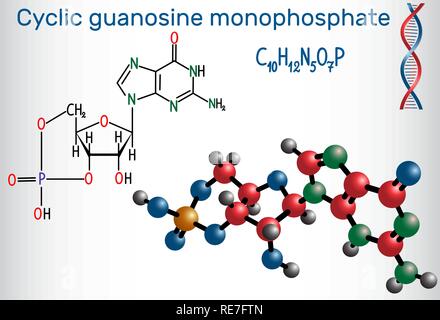 Guanosina monofosfato ciclico (cGMP) molecola. Si tratta di un nucleotide, importante secondo messaggero in molti processi biologici strutturale di formulazione chimica Illustrazione Vettoriale