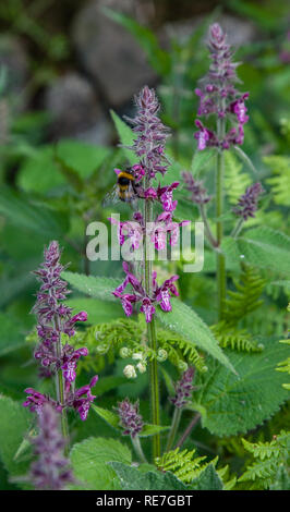 Hedge woundwort Stachys sylvatica e visitando bumblebee crescendo al bordo del bosco in DERBYSHIRE REGNO UNITO Foto Stock