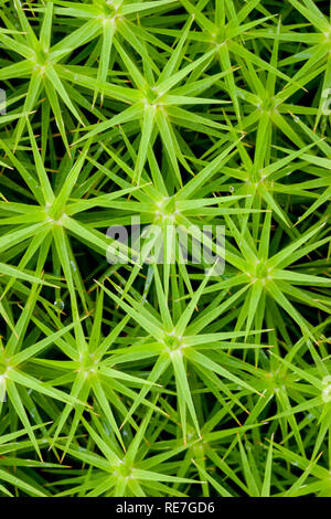 Haircap moss o star moss Polytrichum commune che cresce in pianura heath nel Kent REGNO UNITO Foto Stock