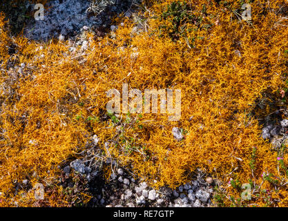 Capelli dorati lichen Teloschistes flavicans una rara specie che crescono su esposti roccia di granito tops su Lundy Island al largo della costa del North Devon Regno Unito Foto Stock