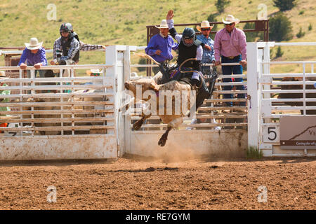 I cowboys e cowgirls competere in cima al mondo Rodeo Foto Stock