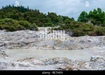 Hells Gate, Nuova Zelanda - 1 marzo 2018. I ciuffi di vapore aumento dalle calde piscine al Parco geotermico e spa. Foto Stock